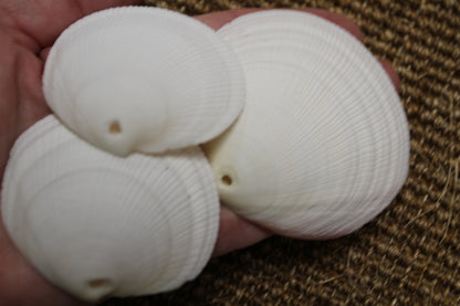20-DRILLED CODAKIA SEASHELLS,Beach Decor,Decopauge Crafts,Hanging Ornaments