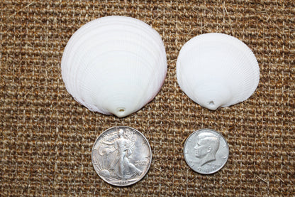 20-DRILLED CODAKIA SEASHELLS,Beach Decor,Decopauge Crafts,Hanging Ornaments