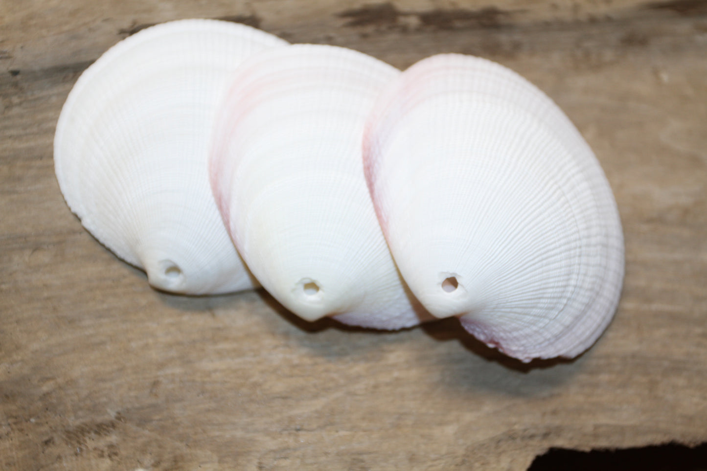 20-DRILLED CODAKIA SEASHELLS,Beach Decor,Decopauge Crafts,Hanging Ornaments