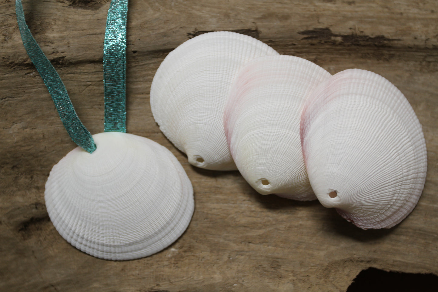 20-DRILLED CODAKIA SEASHELLS,Beach Decor,Decopauge Crafts,Hanging Ornaments