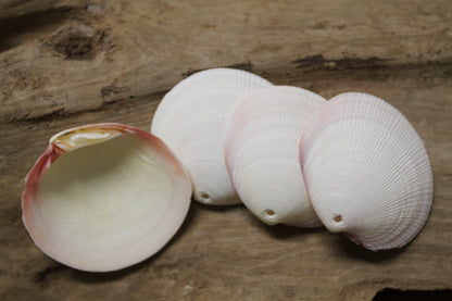 20-DRILLED CODAKIA SEASHELLS,Beach Decor,Decopauge Crafts,Hanging Ornaments