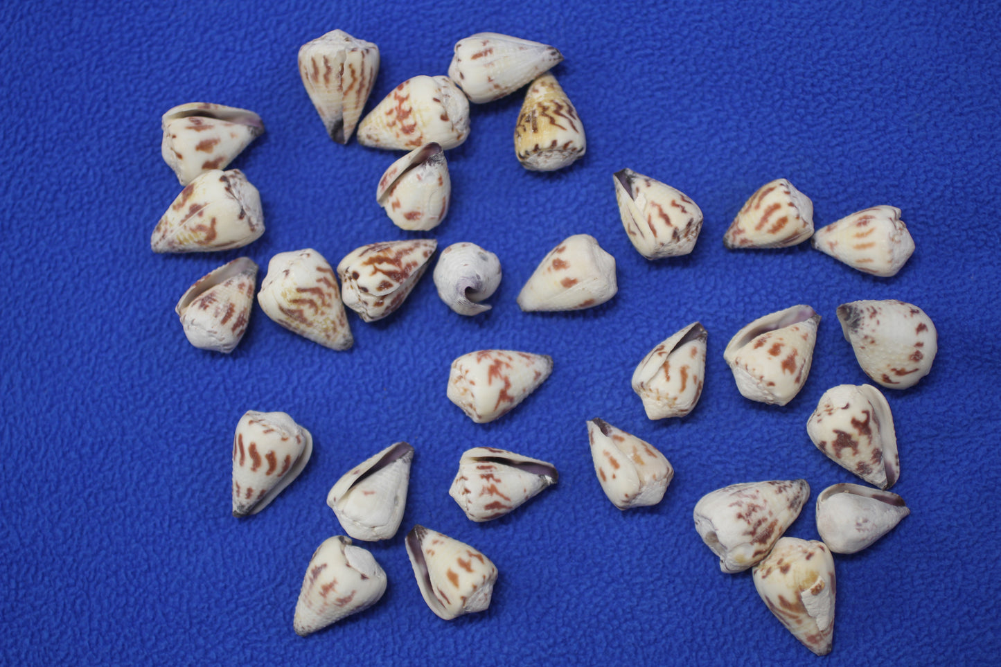 100- TINY CONUS SPONSALIS SEASHELLS,Cone Seashells,Sailors Valentines,Beach Decor,Custom Seashell Jewelry Supply,SS-05