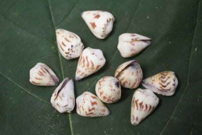 100- TINY CONUS SPONSALIS SEASHELLS,Cone Seashells,Sailors Valentines,Beach Decor,Custom Seashell Jewelry Supply,SS-05