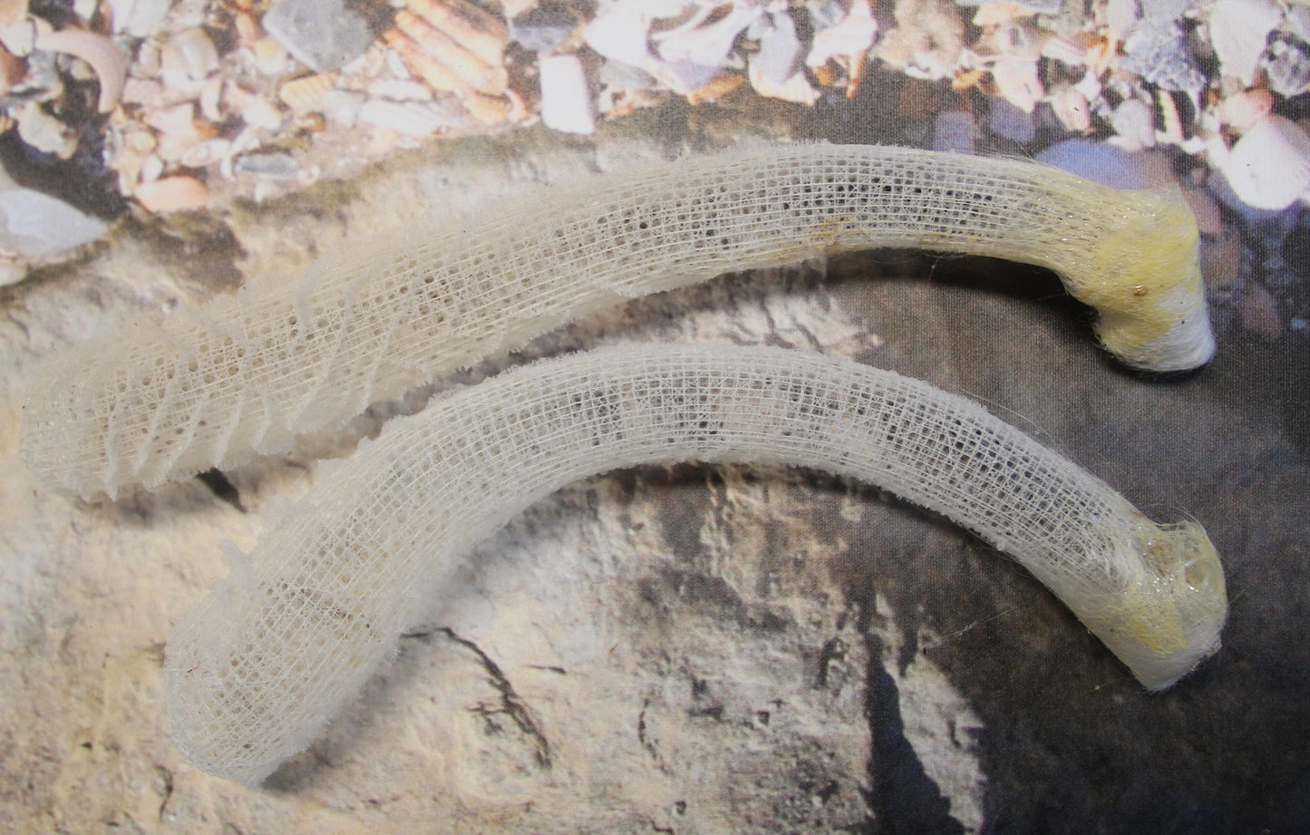 WEDDING FLOWER BASKETS,  Glass Sponge, Sea Life, Beach Home Decor, Venus Flower Baskets GH-FR