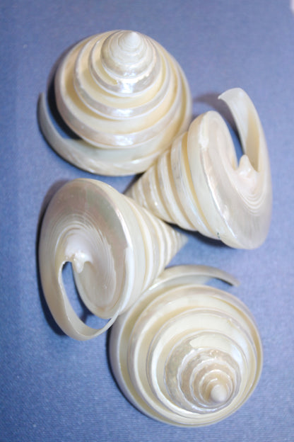COLLECTIBLE SEASHELLS, TECTUS PYRAMIS Spiral Cut Shells, Beach Decor, Nautical Decor, Beach Art, Shelf Display  CS-84