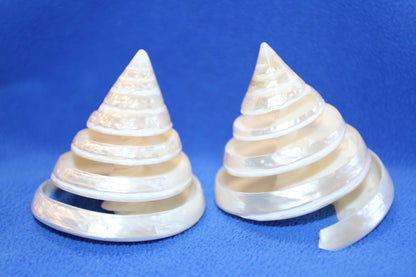 COLLECTIBLE SEASHELLS, TECTUS PYRAMIS Spiral Cut Shells, Beach Decor, Nautical Decor, Beach Art, Shelf Display  CS-84