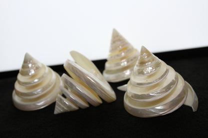 COLLECTIBLE SEASHELLS, TECTUS PYRAMIS Spiral Cut Shells, Beach Decor, Nautical Decor, Beach Art, Shelf Display  CS-84