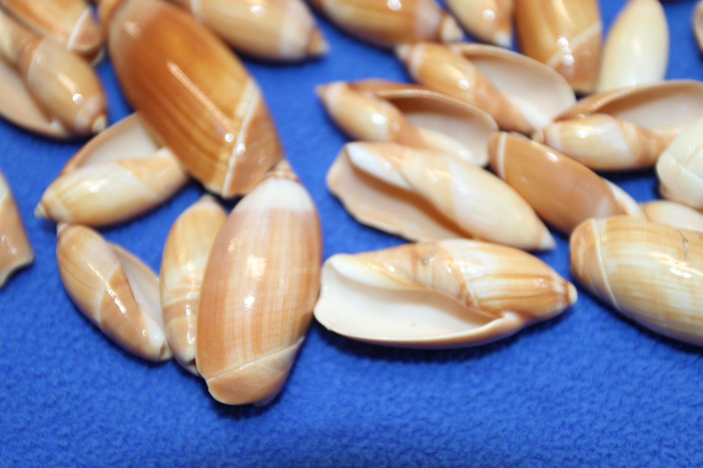 SS-534, 25-SHINY RED OLIVES,Craft Supply,All Occasion Gifts,Wedding Accent,Frame-It Shells,Pour Resin Crafts,Seashell Flowers, SS-534