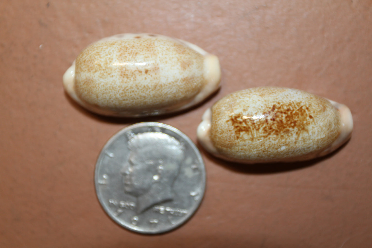 SS-14, 25-CYPRAEA CAURIA Craft Seashells,Sailors Valentines,Wedding Decor,Mosaics,All Occasion Gifts,Seashell Flowers, SS-14