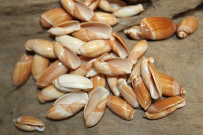SS-534, 25-SHINY RED OLIVES,Craft Supply,All Occasion Gifts,Wedding Accent,Frame-It Shells,Pour Resin Crafts,Seashell Flowers, SS-534