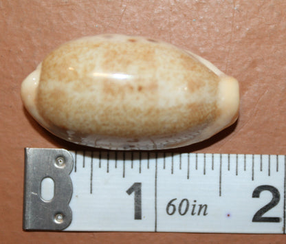 SS-14, 25-CYPRAEA CAURIA Craft Seashells,Sailors Valentines,Wedding Decor,Mosaics,All Occasion Gifts,Seashell Flowers, SS-14