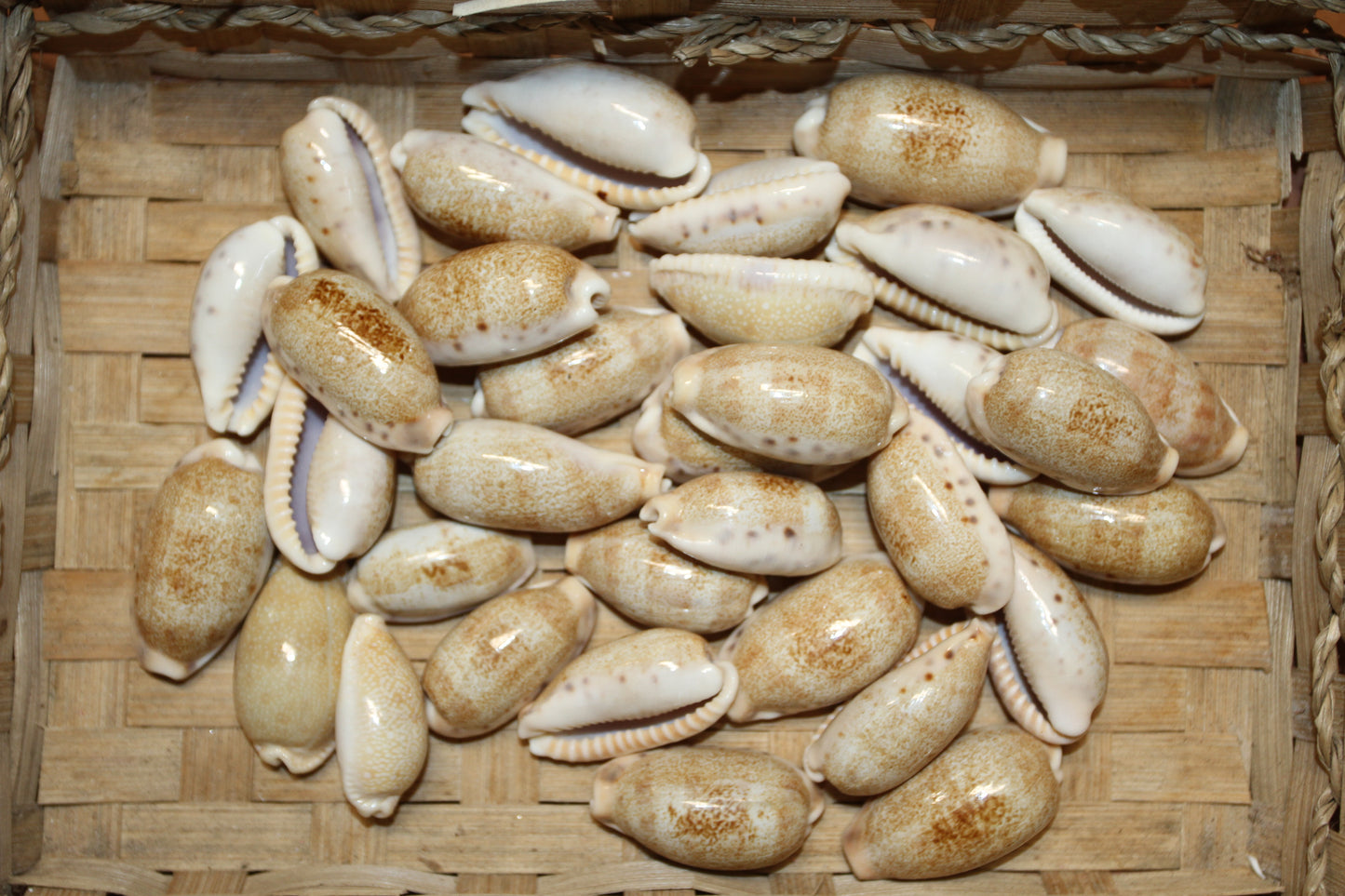 SS-14, 25-CYPRAEA CAURIA Craft Seashells,Sailors Valentines,Wedding Decor,Mosaics,All Occasion Gifts,Seashell Flowers, SS-14