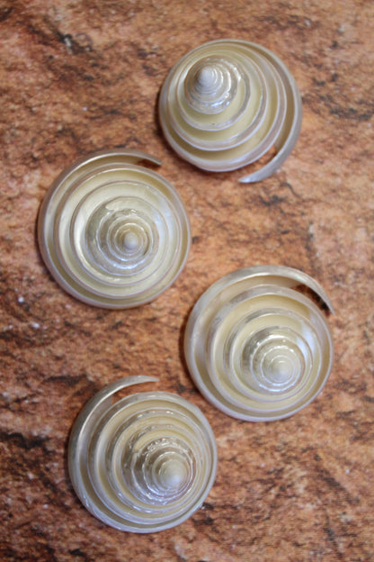 COLLECTIBLE SEASHELLS, TECTUS PYRAMIS Spiral Cut Shells, Beach Decor, Nautical Decor, Beach Art, Shelf Display  CS-84