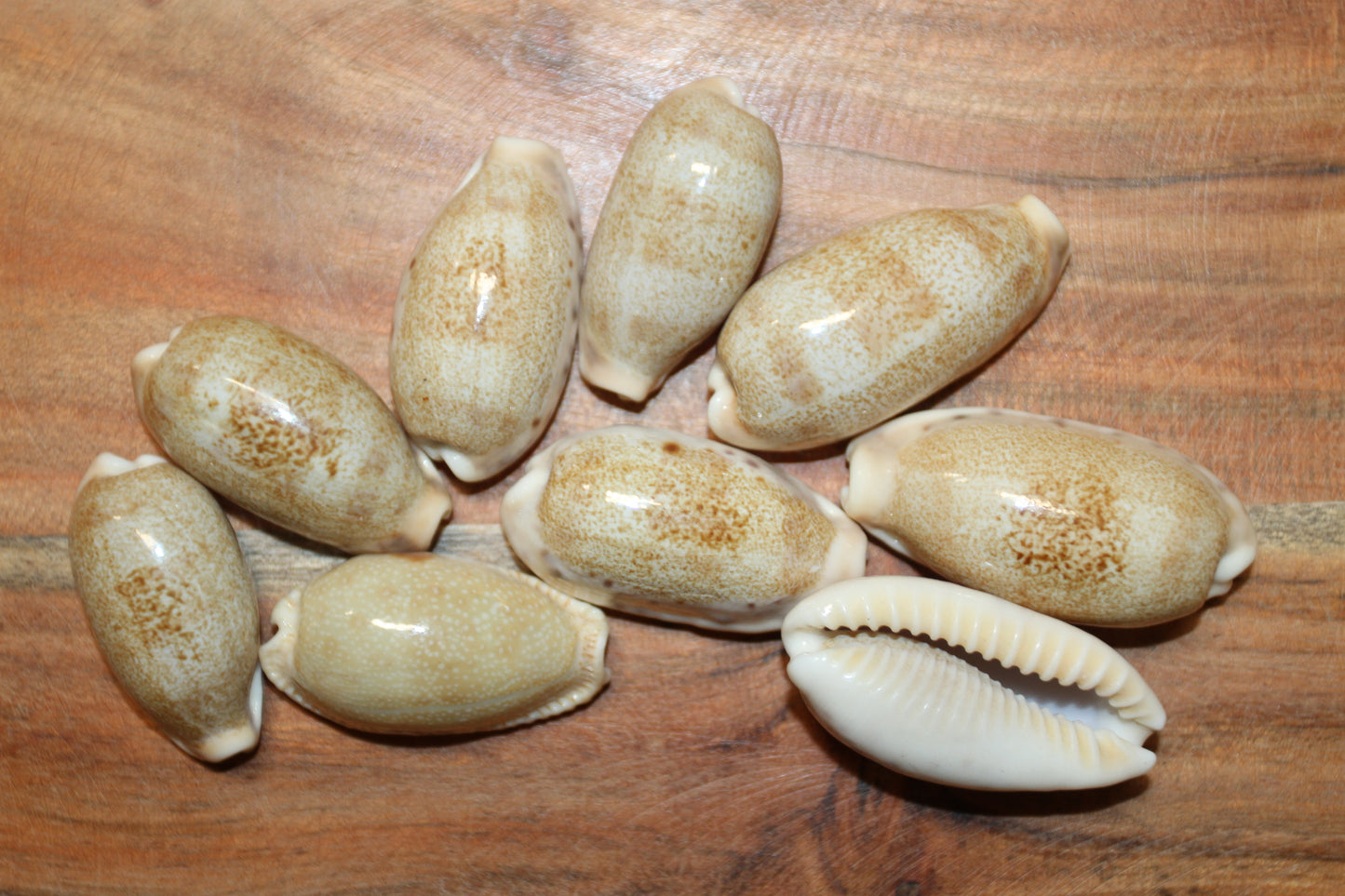 SS-14, 25-CYPRAEA CAURIA Craft Seashells,Sailors Valentines,Wedding Decor,Mosaics,All Occasion Gifts,Seashell Flowers, SS-14