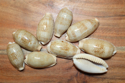 SS-14, 25-CYPRAEA CAURIA Craft Seashells,Sailors Valentines,Wedding Decor,Mosaics,All Occasion Gifts,Seashell Flowers, SS-14