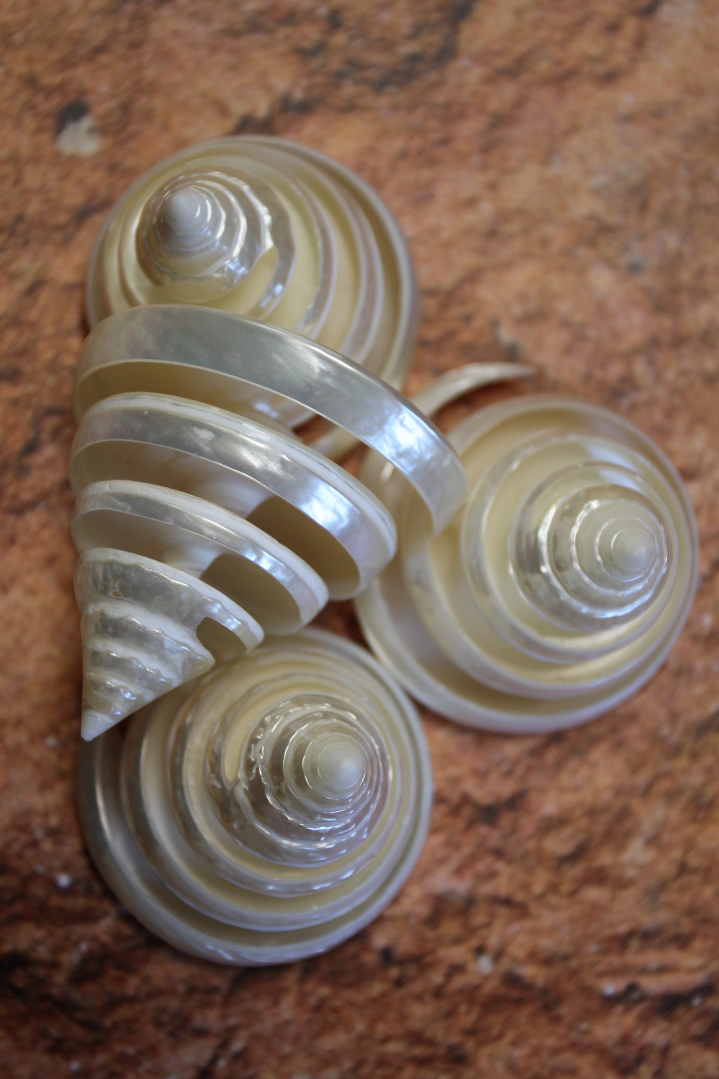 COLLECTIBLE SEASHELLS, TECTUS PYRAMIS Spiral Cut Shells, Beach Decor, Nautical Decor, Beach Art, Shelf Display  CS-84