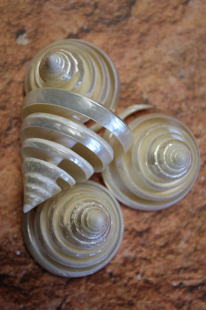 COLLECTIBLE SEASHELLS, TECTUS PYRAMIS Spiral Cut Shells, Beach Decor, Nautical Decor, Beach Art, Shelf Display  CS-84