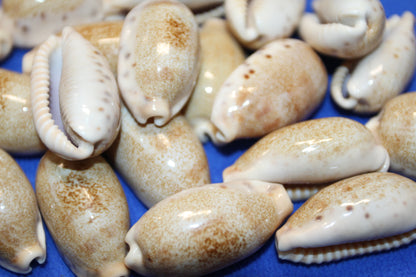 SS-14, 25-CYPRAEA CAURIA Craft Seashells,Sailors Valentines,Wedding Decor,Mosaics,All Occasion Gifts,Seashell Flowers, SS-14