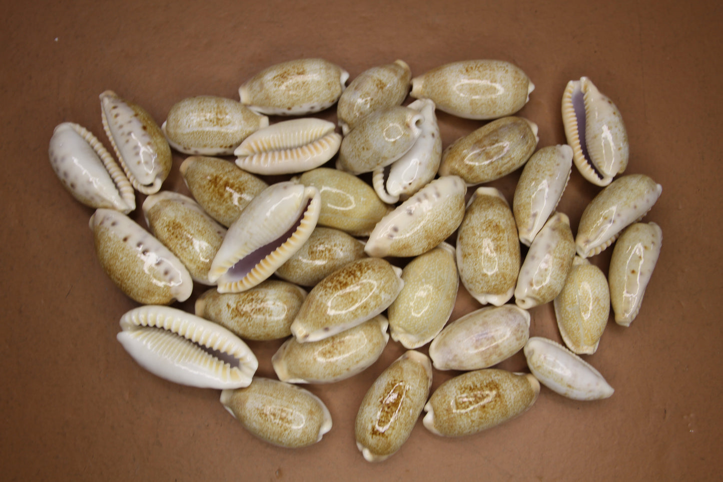 SS-14, 25-CYPRAEA CAURIA Craft Seashells,Sailors Valentines,Wedding Decor,Mosaics,All Occasion Gifts,Seashell Flowers, SS-14