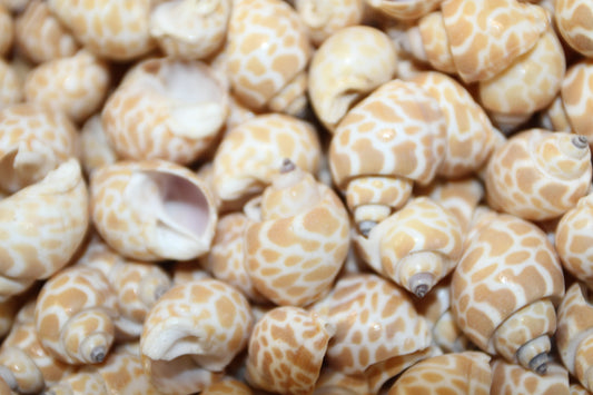 SEASHELLS, 1 Pound of BABYLONIA Seashells,Sailors Valentines,Coastal Decor,All Occasion Gifts,Beading Crafts,Mosaics,Jewelry Supply,SS-112