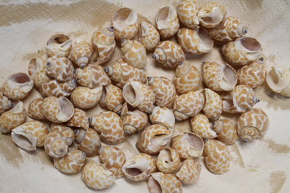 SEASHELLS, 1 Pound of BABYLONIA Seashells,Sailors Valentines,Coastal Decor,All Occasion Gifts,Beading Crafts,Mosaics,Jewelry Supply,SS-112