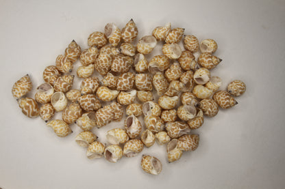 SEASHELLS, 1 Pound of BABYLONIA Seashells,Sailors Valentines,Coastal Decor,All Occasion Gifts,Beading Crafts,Mosaics,Jewelry Supply,SS-112