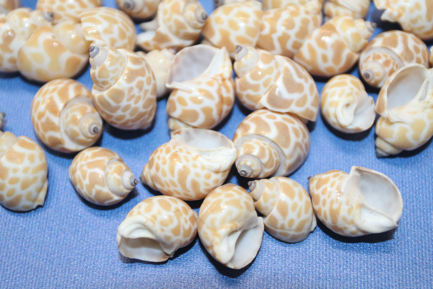 SEASHELLS, 1 Pound of BABYLONIA Seashells,Sailors Valentines,Coastal Decor,All Occasion Gifts,Beading Crafts,Mosaics,Jewelry Supply,SS-112