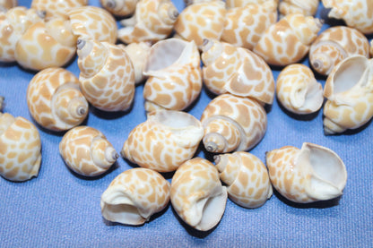 SEASHELLS, 1 Pound of BABYLONIA Seashells,Sailors Valentines,Coastal Decor,All Occasion Gifts,Beading Crafts,Mosaics,Jewelry Supply,SS-112
