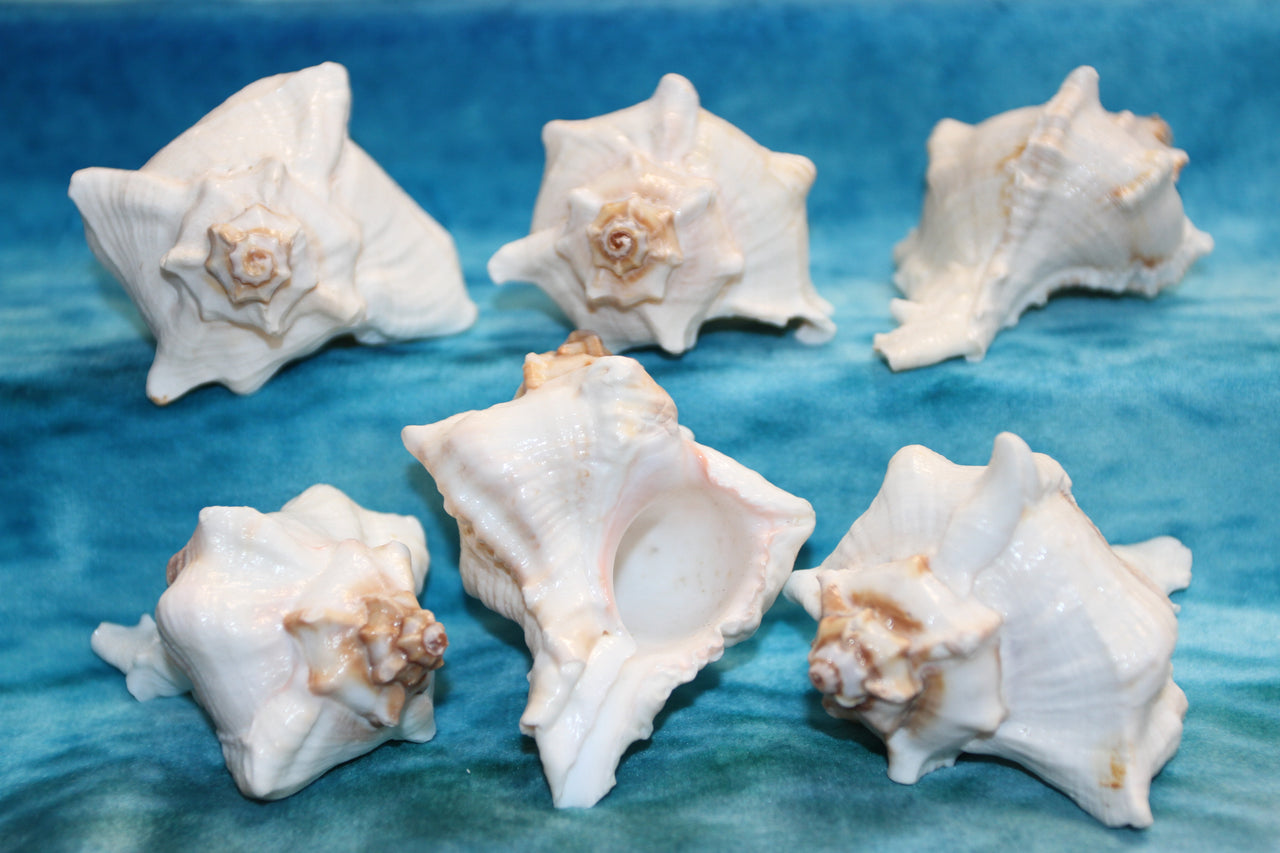 Murex virginis seashell The perfect sea life lovers gift.  Display to create a coastal living space in your home.