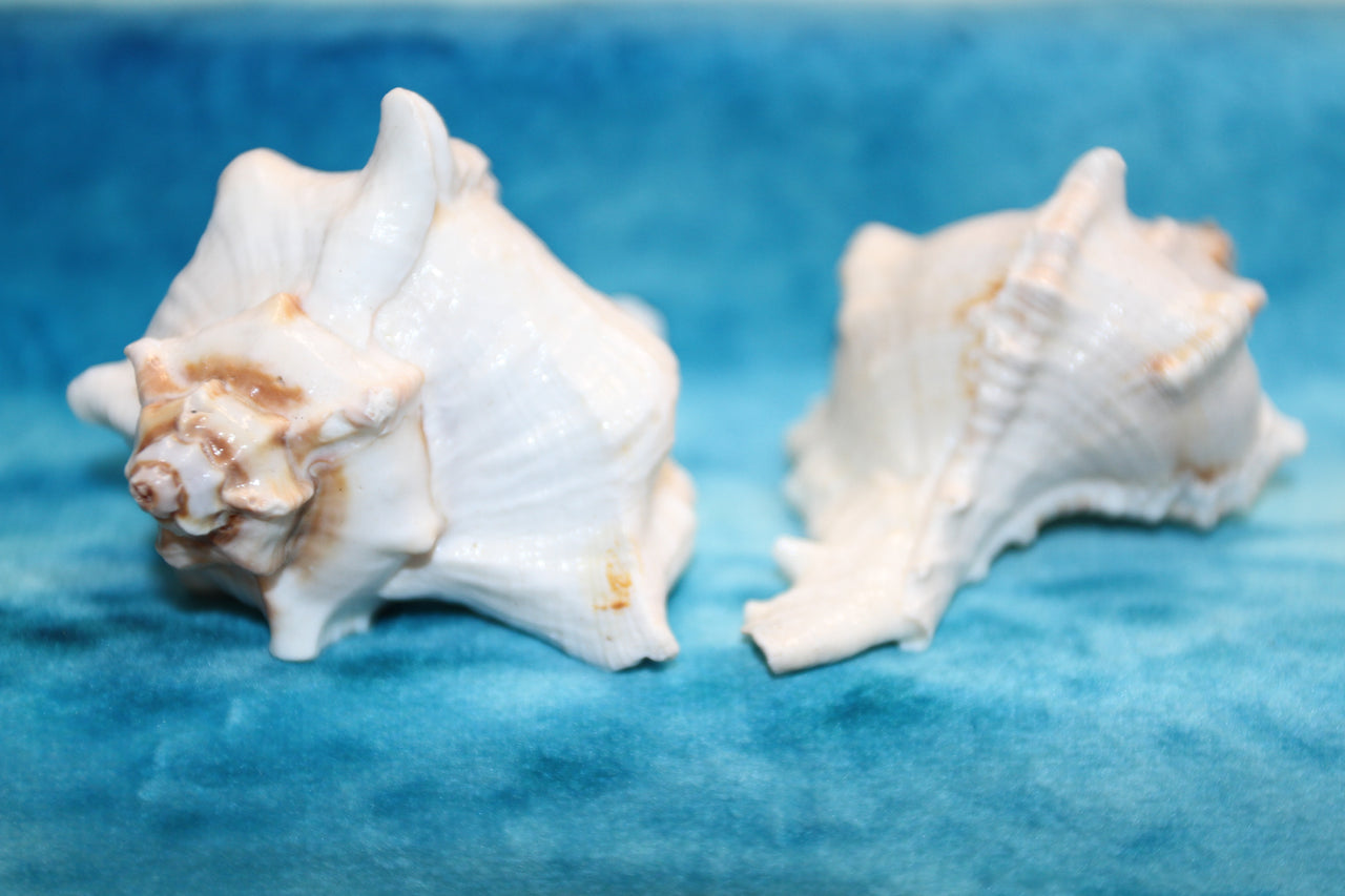 Murex virginis seashell The perfect sea life lovers gift.  Display to create a coastal living space in your home.