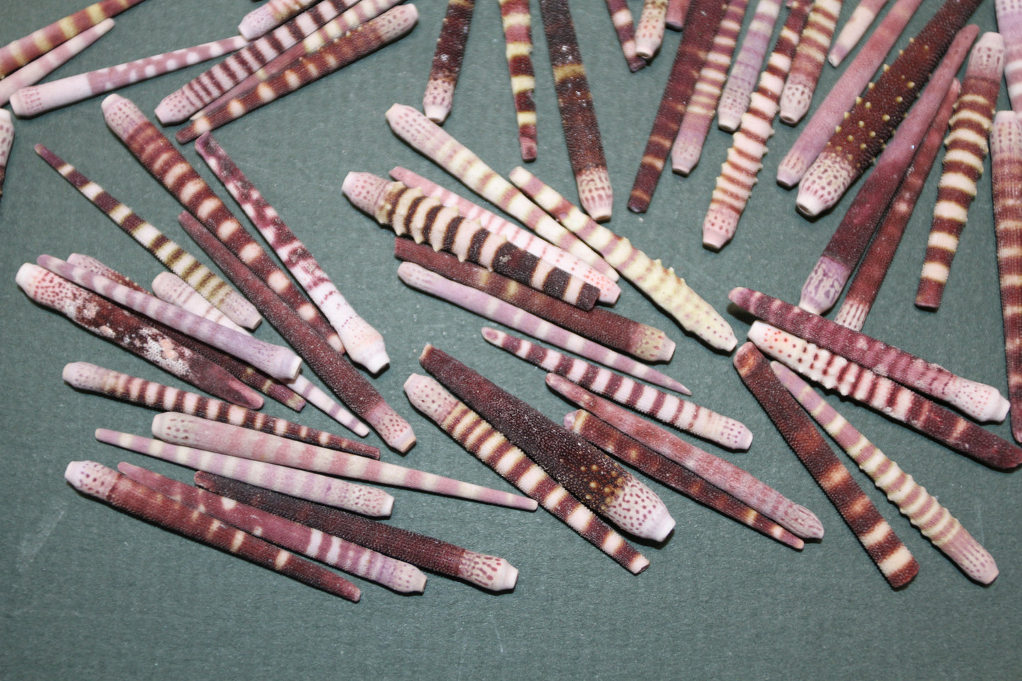 100-TIGER SEA URCHIN Spines,Sailor Valentines,Sea Life,All Occasion Gifts,Beach Art, SS-116