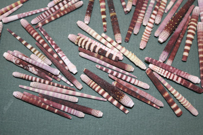 100-TIGER SEA URCHIN Spines,Sailor Valentines,Sea Life,All Occasion Gifts,Beach Art, SS-116