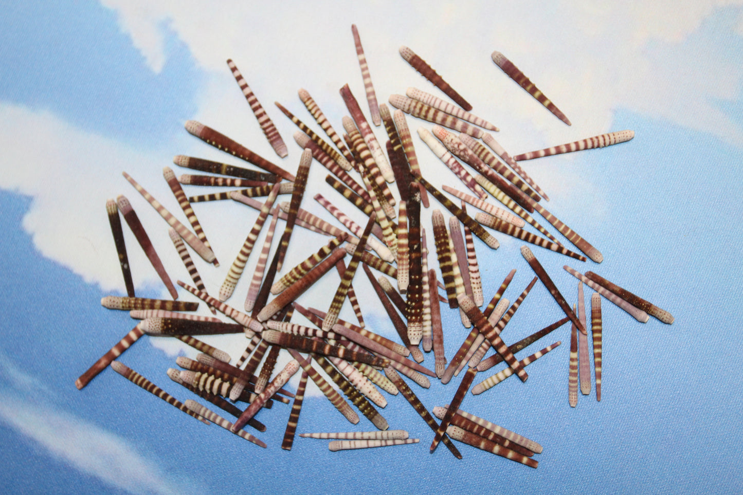 100-TIGER SEA URCHIN Spines,Sailor Valentines,Sea Life,All Occasion Gifts,Beach Art, SS-116