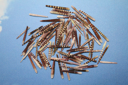 100-TIGER SEA URCHIN Spines,Sailor Valentines,Sea Life,All Occasion Gifts,Beach Art, SS-116