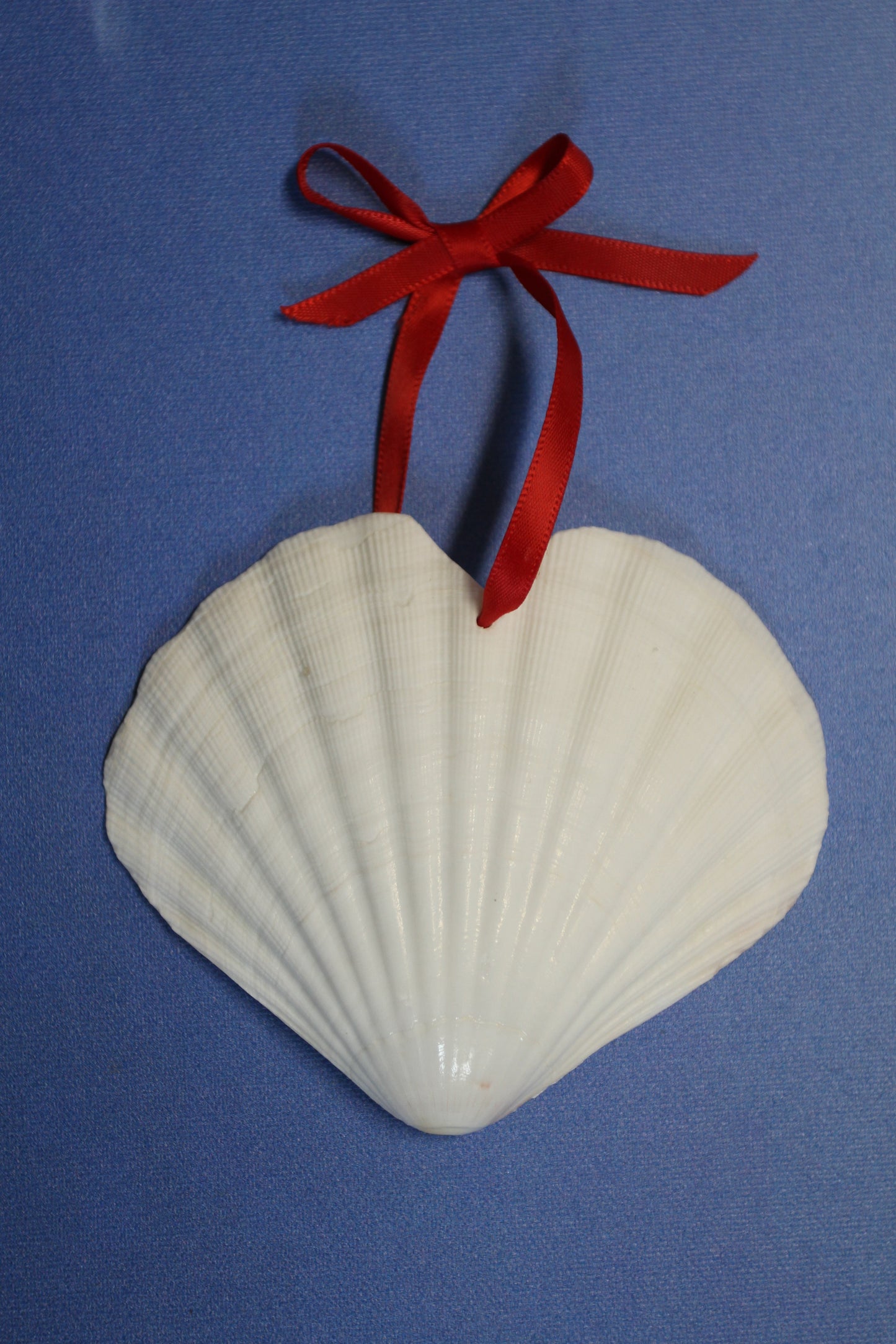 HEART SHAPE DRILLED IRISH CUPS, Valentines Gift, Hanging Ornaments, Seashell Craft Supply, SS-453