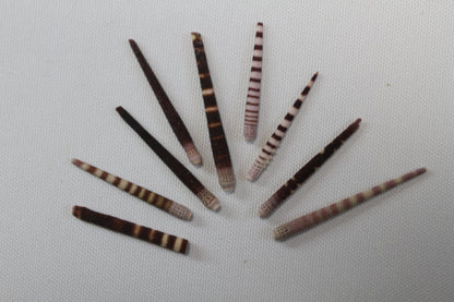 100-TIGER SEA URCHIN Spines,Sailor Valentines,Sea Life,All Occasion Gifts,Beach Art, SS-116