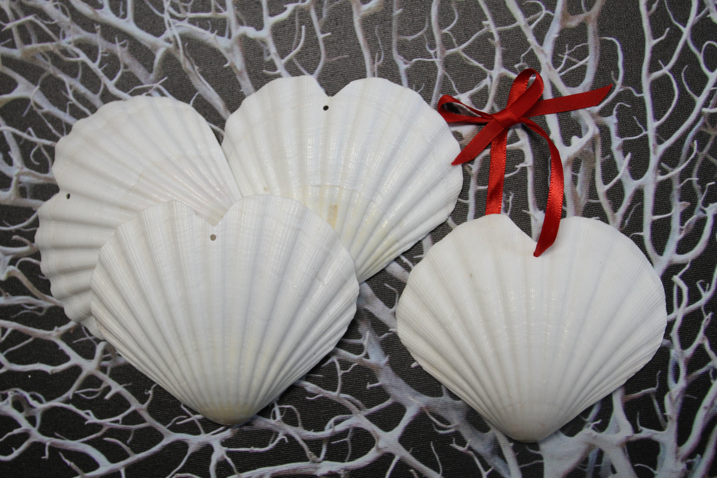 HEART SHAPE DRILLED IRISH CUPS, Valentines Gift, Hanging Ornaments, Seashell Craft Supply, SS-453