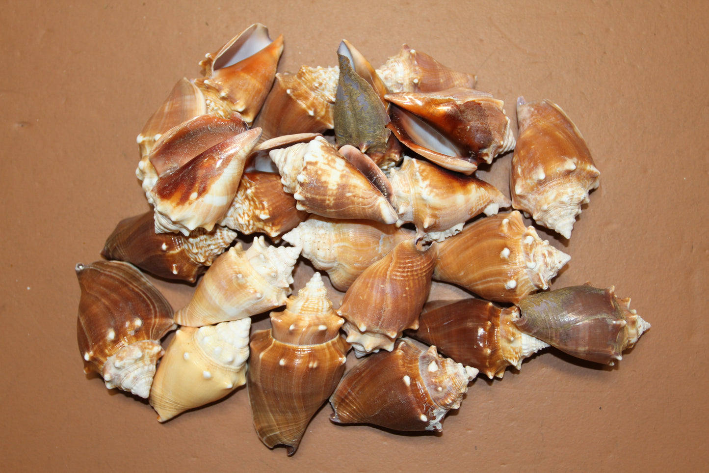 DARK STROMBUS PUGILIS, Fighting Conch, Display Seashell, Seashell Craft Supply, Wedding Decor, Bath Decor,  SS-13