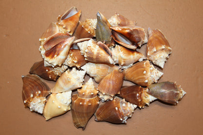 DARK STROMBUS PUGILIS, Fighting Conch, Display Seashell, Seashell Craft Supply, Wedding Decor, Bath Decor,  SS-13
