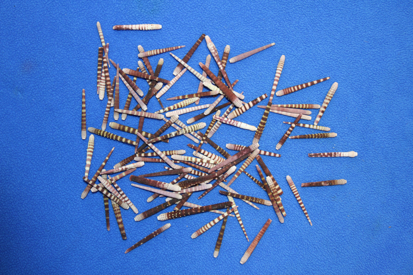 100-TIGER SEA URCHIN Spines,Sailor Valentines,Sea Life,All Occasion Gifts,Beach Art, SS-116