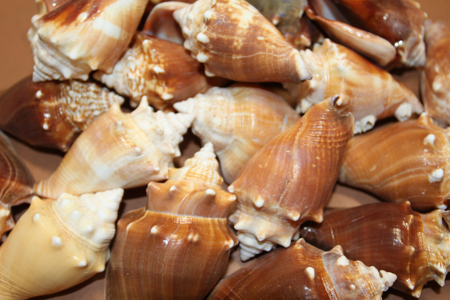 DARK STROMBUS PUGILIS, Fighting Conch, Display Seashell, Seashell Craft Supply, Wedding Decor, Bath Decor,  SS-13