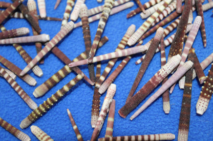 100-TIGER SEA URCHIN Spines,Sailor Valentines,Sea Life,All Occasion Gifts,Beach Art, SS-116