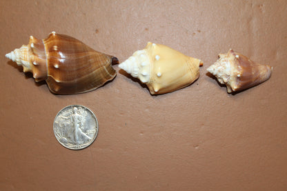 DARK STROMBUS PUGILIS, Fighting Conch, Display Seashell, Seashell Craft Supply, Wedding Decor, Bath Decor,  SS-13