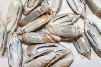 GREY ANCILL Olive,Sliced Seashell,Seashell Jewelry Supply,Beach Art,Sailors Valentines,Bath Decor,CS-22