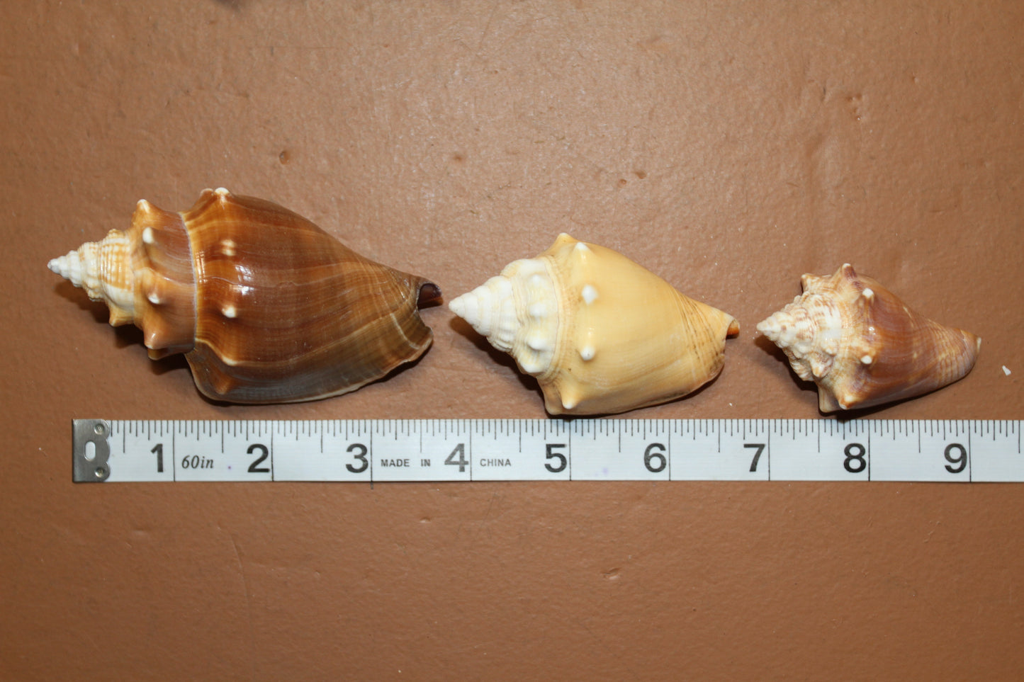 DARK STROMBUS PUGILIS, Fighting Conch, Display Seashell, Seashell Craft Supply, Wedding Decor, Bath Decor,  SS-13