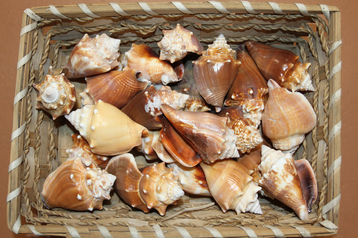 DARK STROMBUS PUGILIS, Fighting Conch, Display Seashell, Seashell Craft Supply, Wedding Decor, Bath Decor,  SS-13