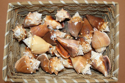 DARK STROMBUS PUGILIS, Fighting Conch, Display Seashell, Seashell Craft Supply, Wedding Decor, Bath Decor,  SS-13