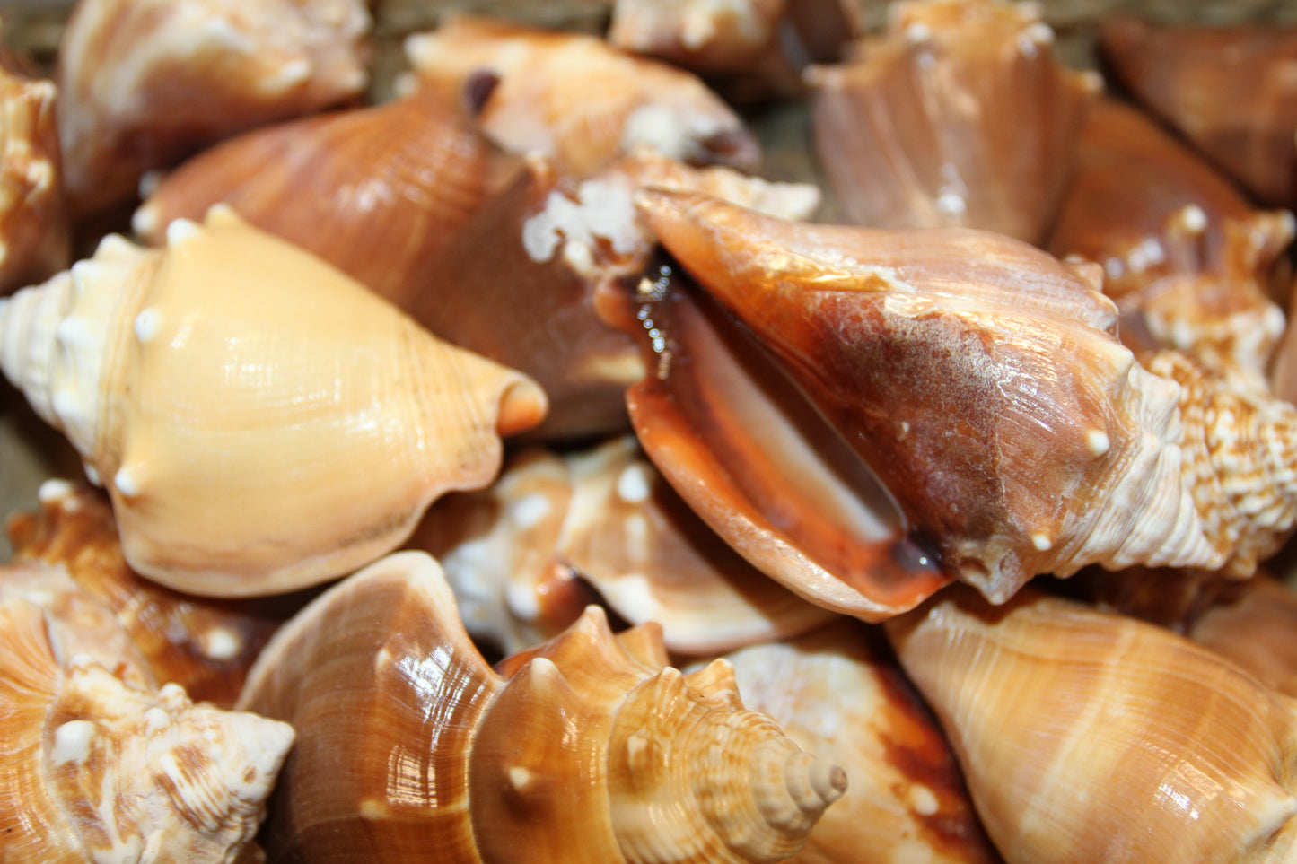 DARK STROMBUS PUGILIS, Fighting Conch, Display Seashell, Seashell Craft Supply, Wedding Decor, Bath Decor,  SS-13