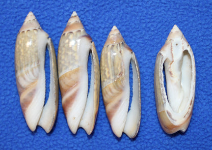 GREY ANCILL Olive,Sliced Seashell,Seashell Jewelry Supply,Beach Art,Sailors Valentines,Bath Decor,CS-22