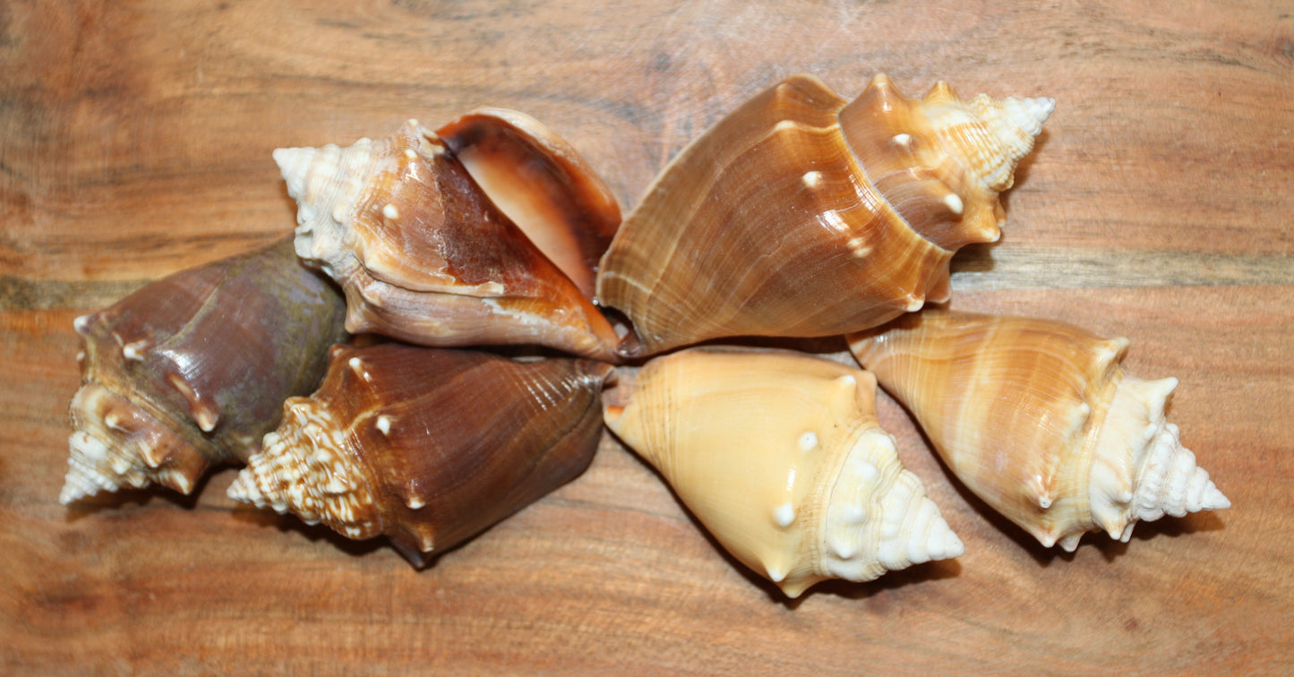 DARK STROMBUS PUGILIS, Fighting Conch, Display Seashell, Seashell Craft Supply, Wedding Decor, Bath Decor,  SS-13